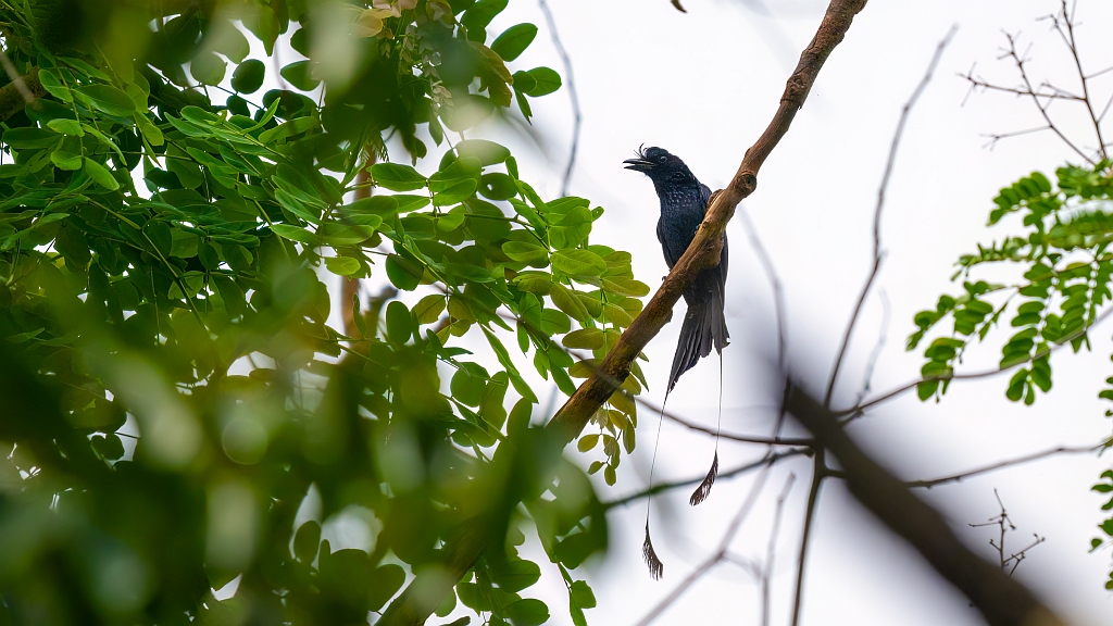 Greater Racket-tailed Drongo